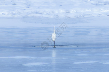 冰湖上孤独的白鹭背景图片