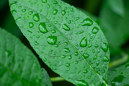 中国风谷雨夏至绿叶水珠背景