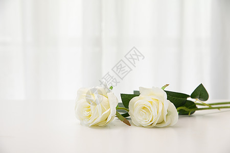 拉上窗帘桌子上的白玫瑰背景