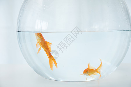 小金花草素材图片 小金花草素材图片大全 小金花草素材背景图片 摄图网