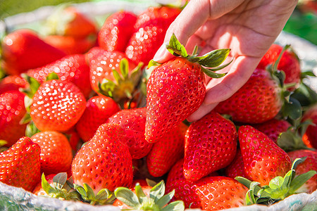 采摘草莓生态有机新鲜草莓背景