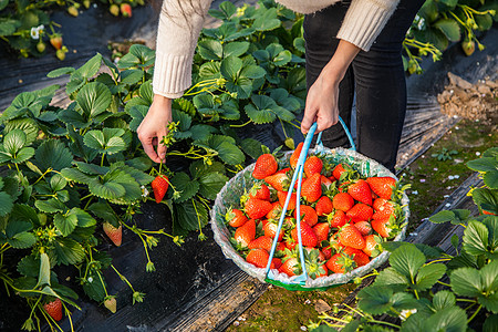 新鲜采摘草莓高清图片