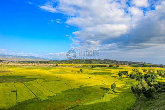 甘肃张掖夏季油菜花图片