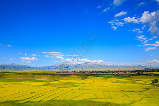 甘肃张掖夏季油菜花图片