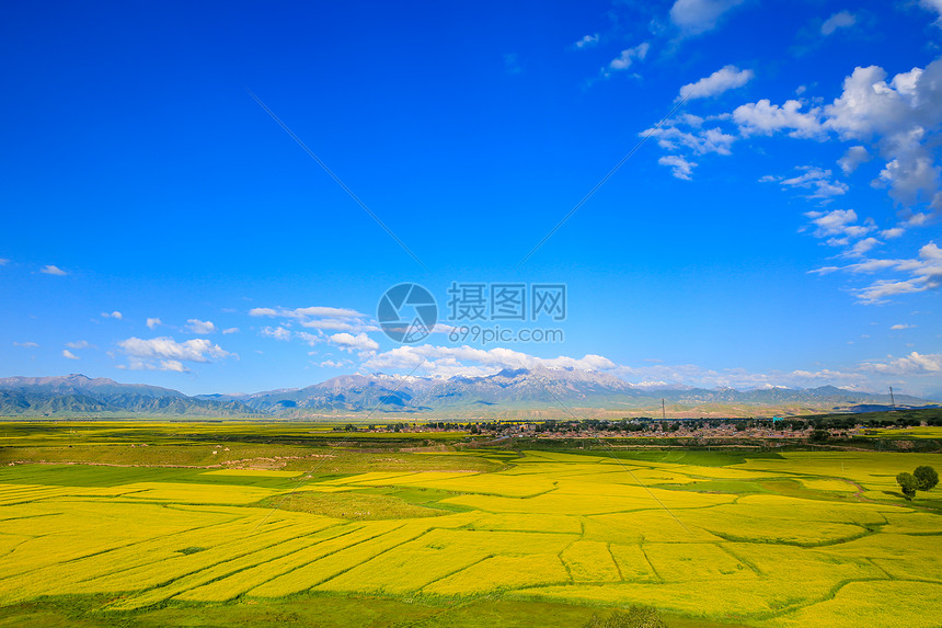 甘肃张掖夏季油菜花图片