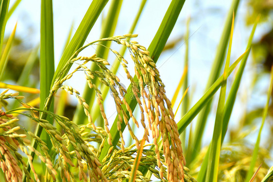 清晨的水稻图片