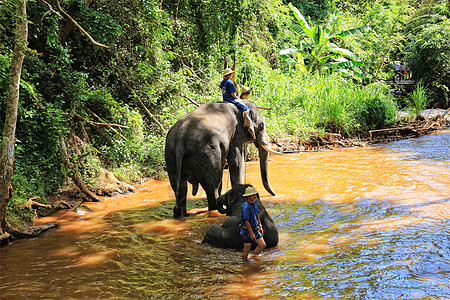 大象正面泰国清迈丛林骑大象背景