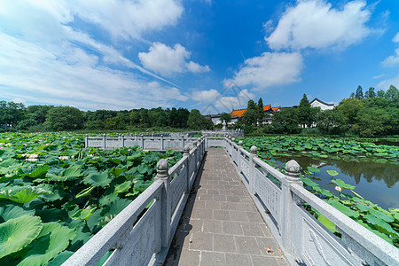 晴空万里的武汉东湖磨山荷花池背景图片