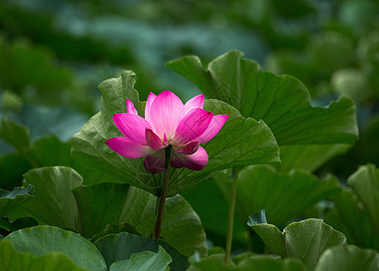 荷花图片