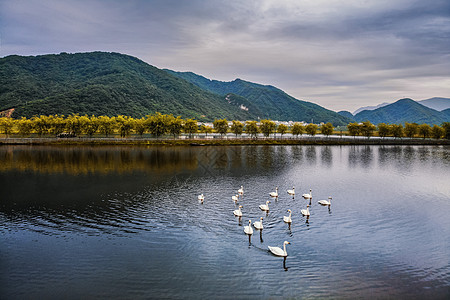 清晨大九湖的白天鹅图片