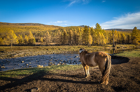 秋季金色的蒙古大草原背景图片