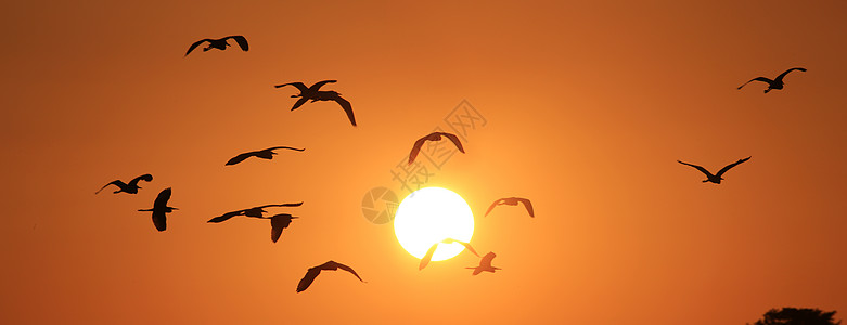 鸟剪影白鹭朝阳背景
