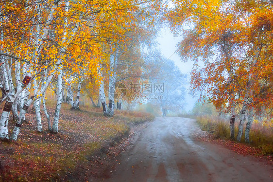 内蒙古坝上乌兰布统白桦林中的道路图片