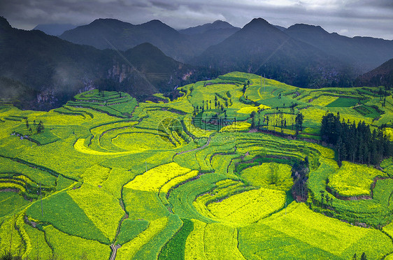 罗平油菜花图片