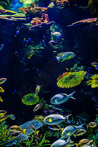 曼谷海底世界图片