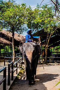 苏梅岛骑行大象图片