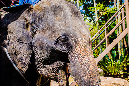 苏梅岛大象ps人象素材高清图片