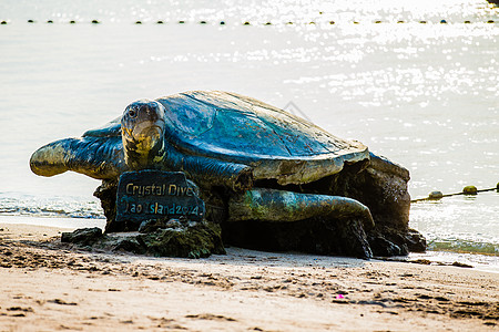 苏梅岛海边石龟高清图片