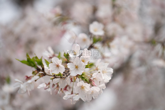 春季的樱花图片