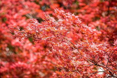 立秋枫叶红了高清图片
