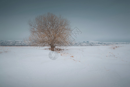 新疆雪地孤树图片