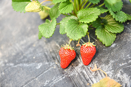 农家乐有机草莓图片