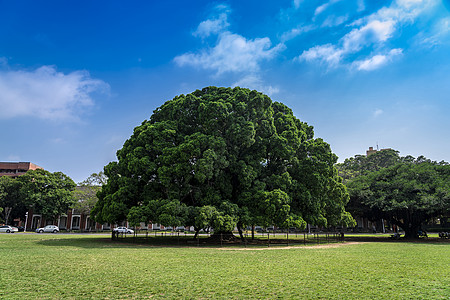 绿化台南成功大学大榕树背景