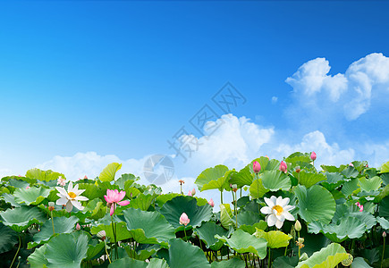 莲花蓝天下的荷塘设计图片