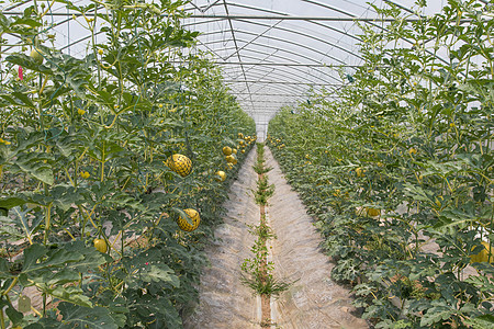 大棚种植水果图片素材