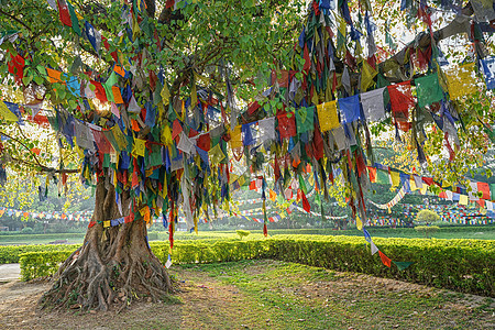 尼泊尔蓝毗尼释迦摩尼诞生地菩提树下背景