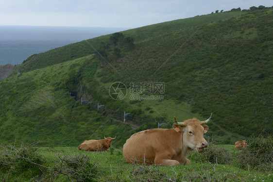 西班牙东北部巴斯克海岸山边的牛与马图片