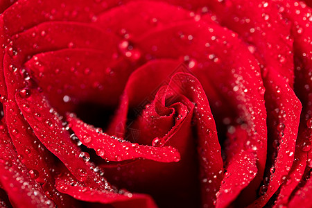 玫瑰花水滴图片 玫瑰花水滴素材 玫瑰花水滴高清图片 摄图网图片下载