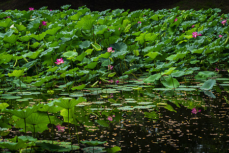 荷花池塘图片