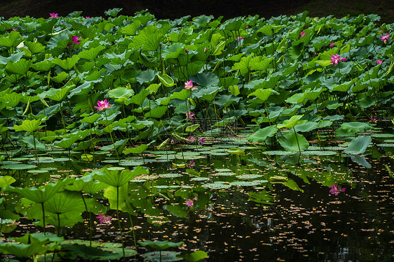 荷花池塘图片