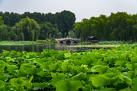 荷花倒影颐和园荷花与风景背景