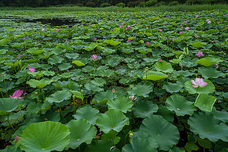 荷花池塘图片