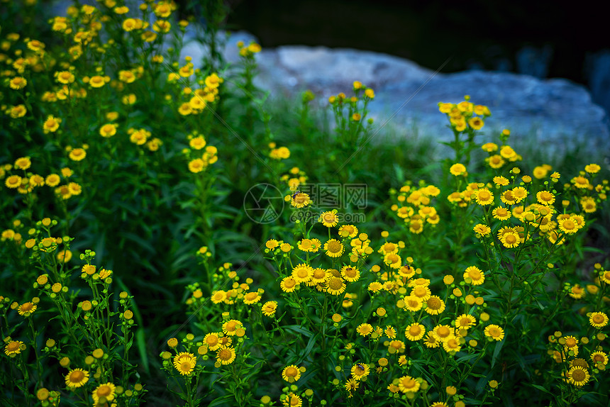 黄色小菊花图片