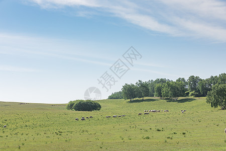 内蒙牛羊乌兰布统草原背景