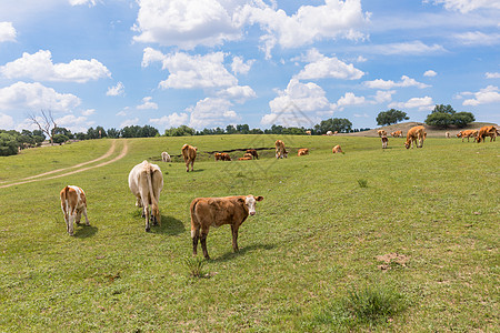 乌兰布统草原牧场奶牛背景
