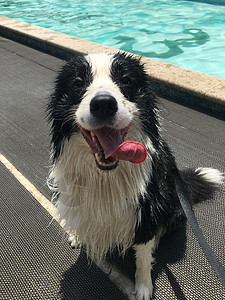 边境牧羊犬背景图片