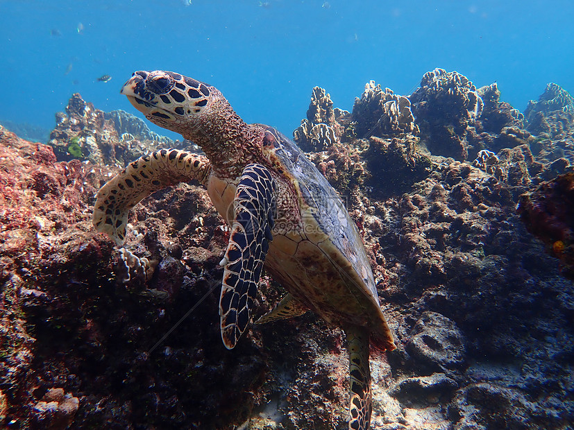 泰国斯米兰群岛的海龟图片