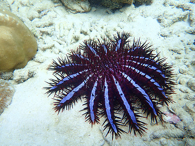 泰国潜水的海洋生物图片