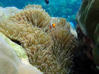 海洋生物小丑鱼泰国潜水的海洋生物背景