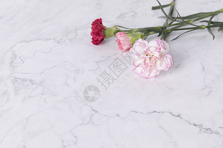 康乃馨粉色大理石纹高清图片