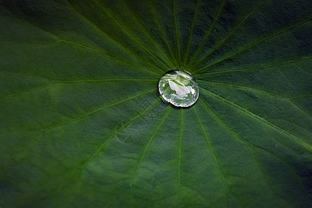 水滴荷叶背景图片