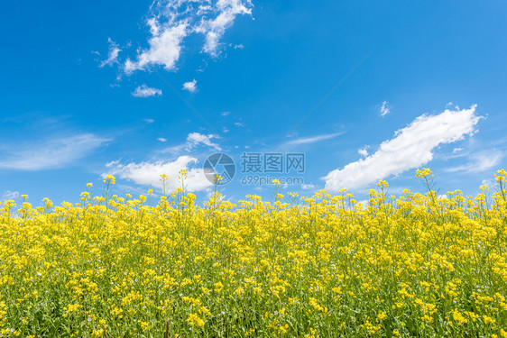 夏季青海草原风光图片