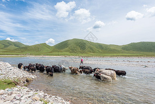 夏季青海草原风光图片