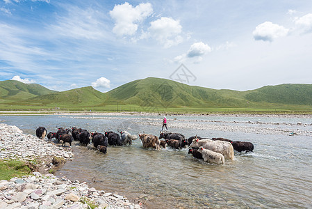 夏季青海草原风光背景图片