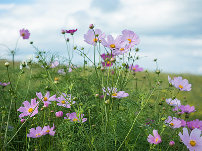 粉红花格桑花背景