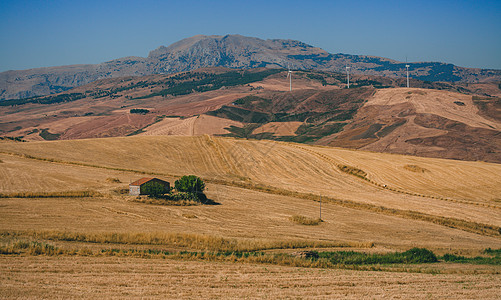 意大利乡村金色的麦田图片